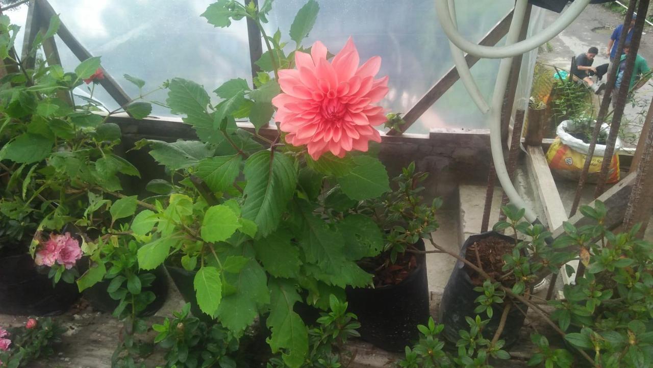 Shalom Inn Home Stay Darjeeling  Luaran gambar