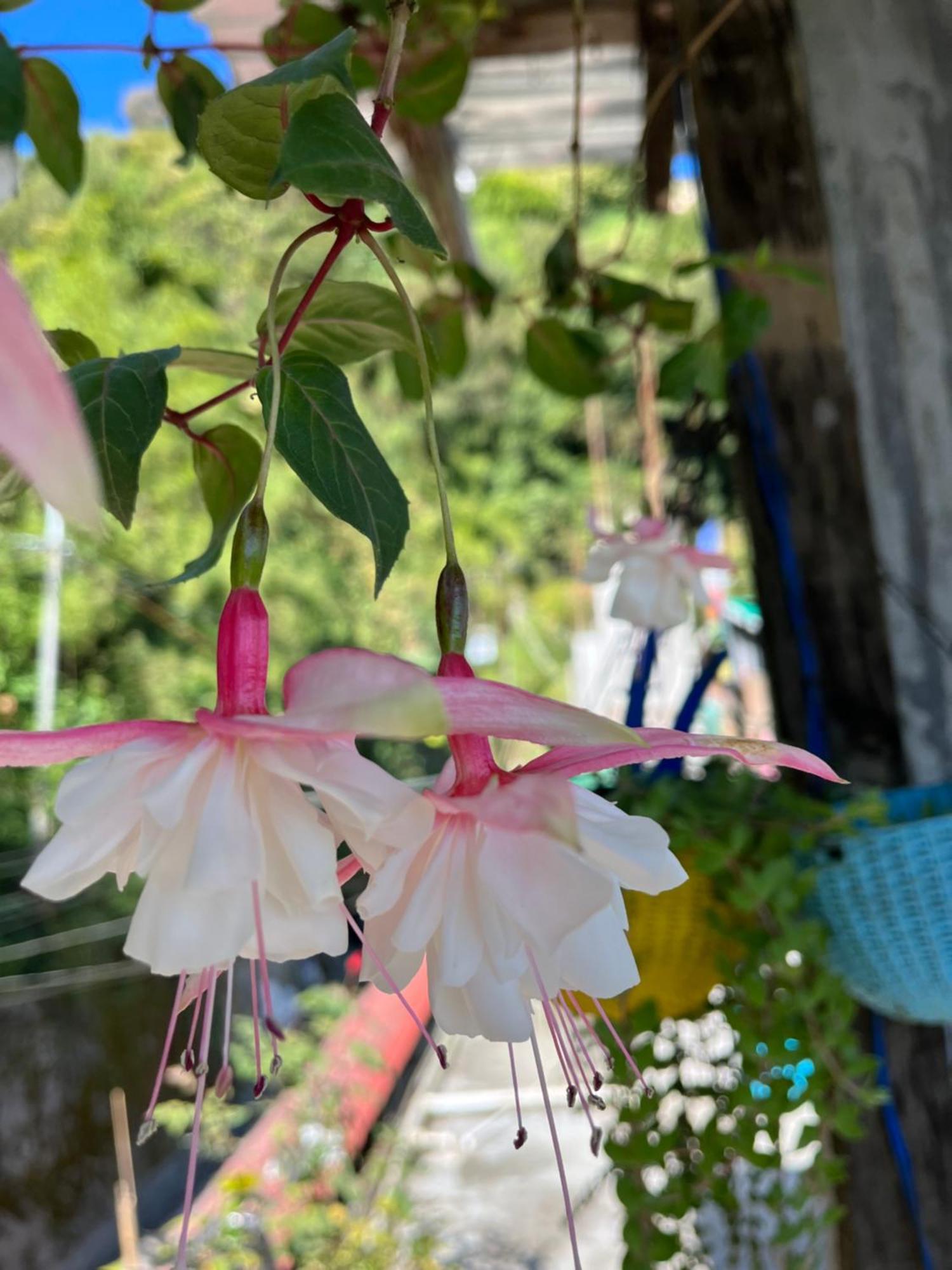 Shalom Inn Home Stay Darjeeling  Luaran gambar