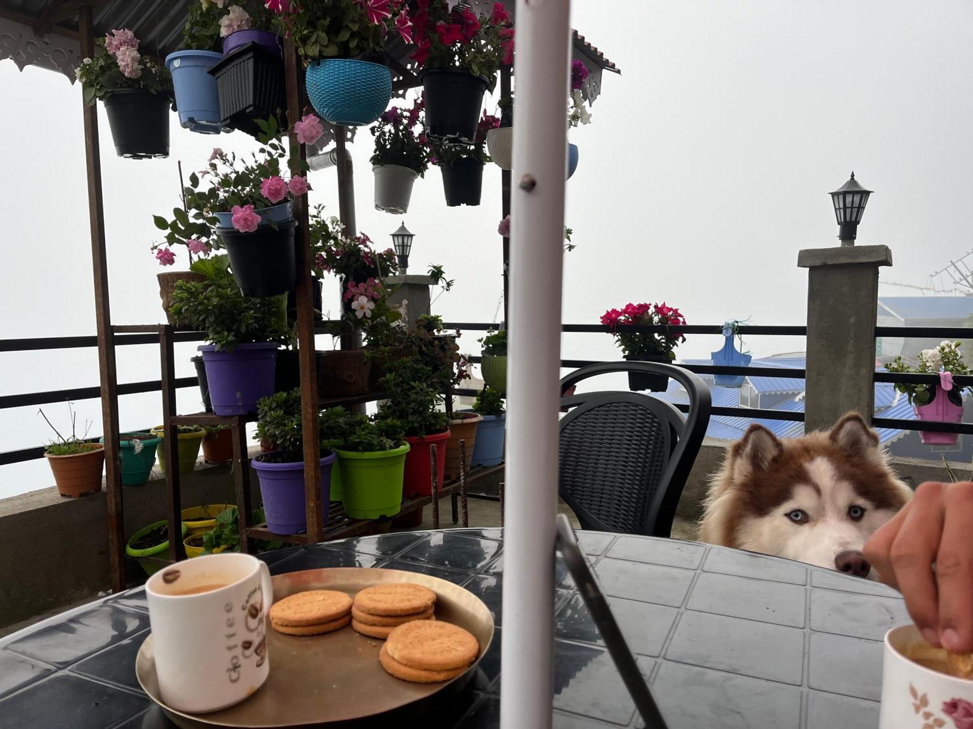 Shalom Inn Home Stay Darjeeling  Luaran gambar
