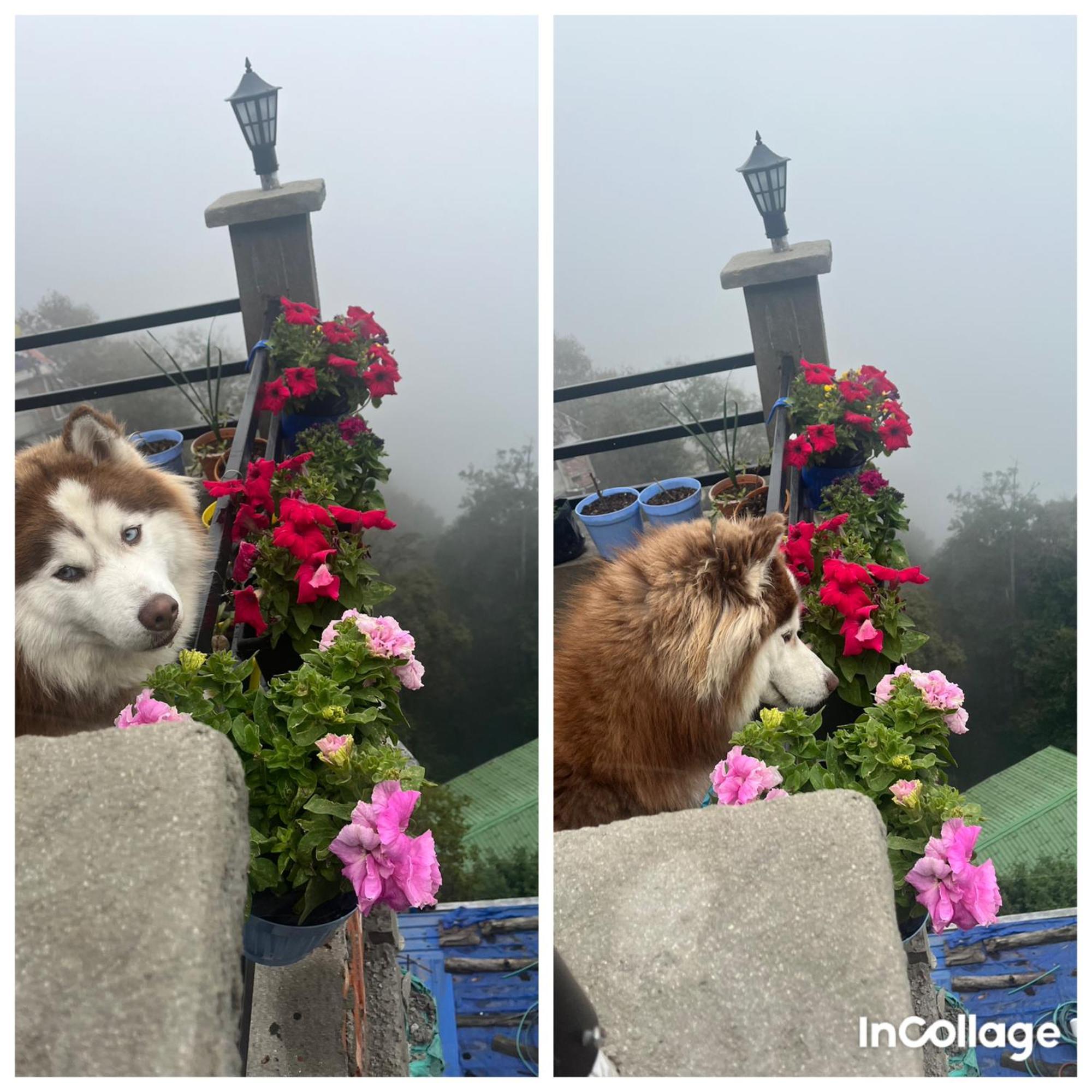 Shalom Inn Home Stay Darjeeling  Luaran gambar